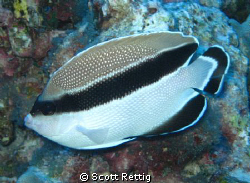 Banded Angelfish     Big Island      Cropped by Scott Rettig 